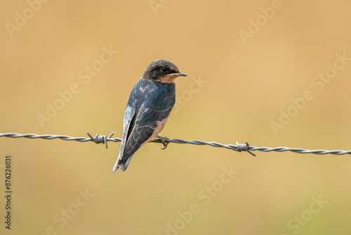 Barn swallow perched on barbed-wire fence photo