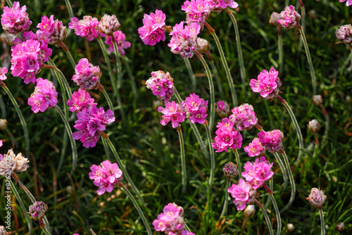 Beautiful wild pink flowers