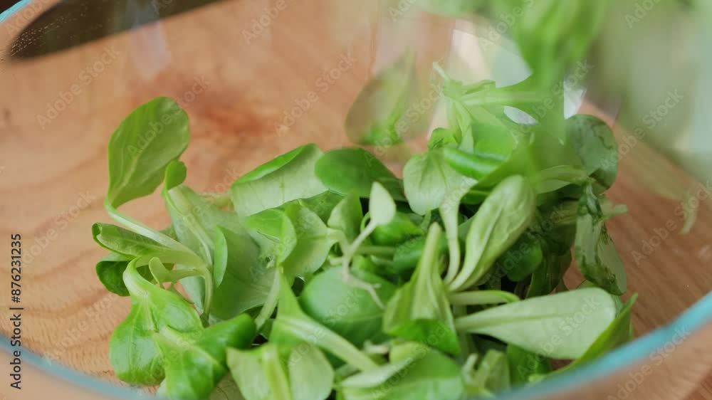 Preparing the salad. A human hand puts field salad into a bowl. Fresh salad falls into a plate. Close up Preparing the salad. A human hand puts field salad into a bowl. Fresh salad falls into a plate. Close up