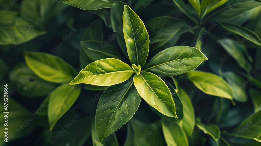 A close shot of a green plant in its natural habitat shows lush green leaves that are delicately moved by a light breeze. A close shot of a green plant in its natural habitat shows lush green leaves that are delicately moved by a light breeze.