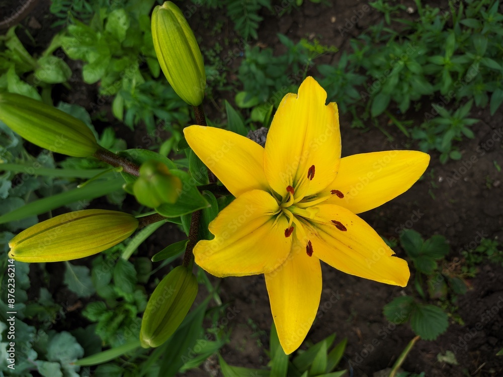 Fototapeta premium yellow lily flower