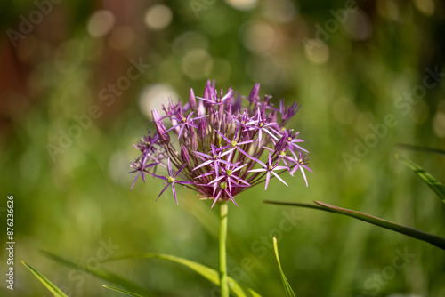 Allium cristophii, the Persian onion or star of Persia, is a species of flowering plant in the family Amaryllidaceae.