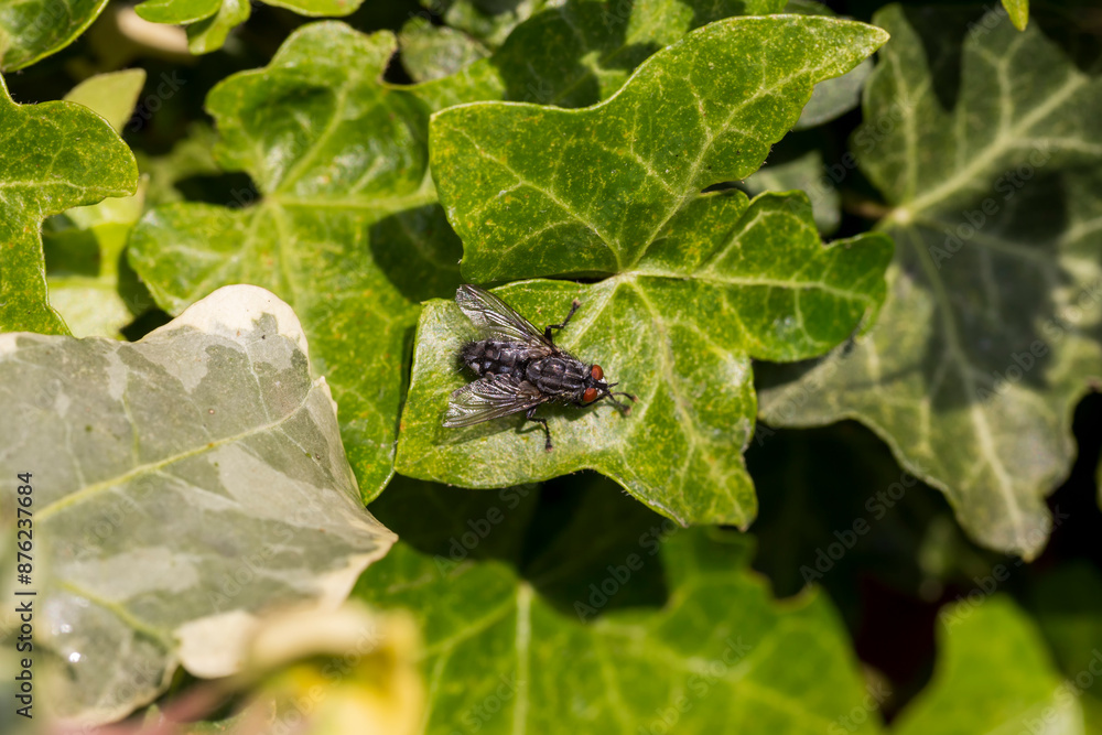 Fly on a Hedera Helix Leaf .Common ivy. Fly on a Hedera Helix Leaf .Common ivy.