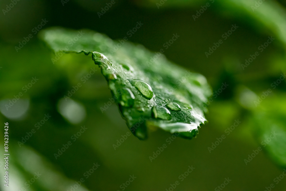Dew drops on green leaf, macro view. Dew drops on green leaf, macro view.