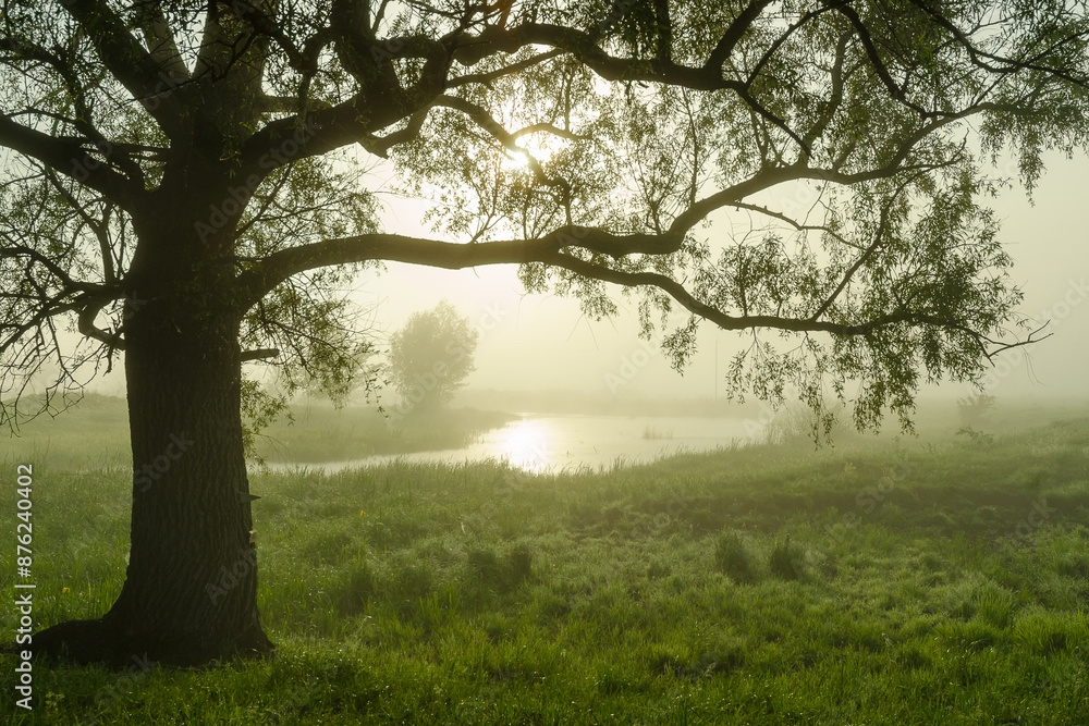Oak and sun in the early morning, natural background. Oak and sun in the early morning, natural background.