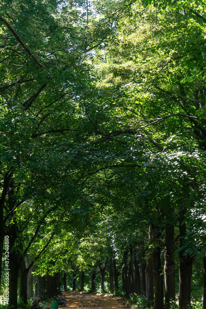 Obraz premium Green thick foliage of a tree in the park. Sunlight falls on thick green leaves