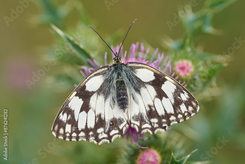 Schachbrettfalter photo