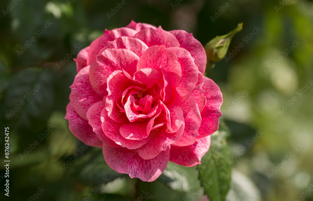 Rosa camelot - A pink climbing rose in full bloom Rosa camelot - A pink climbing rose in full bloom