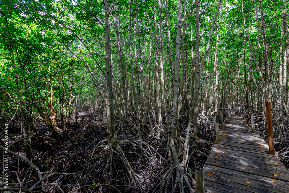 Obraz premium The natural background of the mangrove forest, with many types of trees growing along the coast. The beauty of the ecosystem and is a shelter or nursery for small aquatic animals.