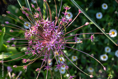 Allium schubertii, which has various common names including ornamental onion, flowering onion, tumbleweed onion and Persian onion photo