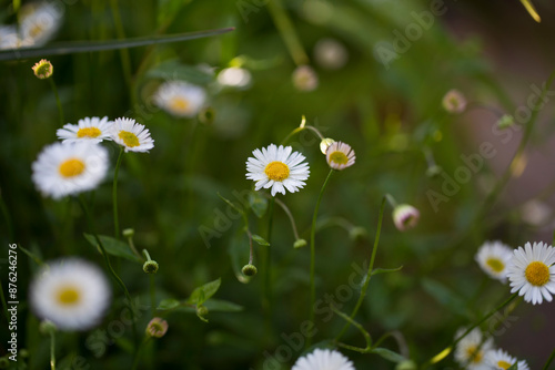 Erigeron karvinskianus, the Mexican fleabane, is a species of daisy-like flowering plant in the family Asteraceae