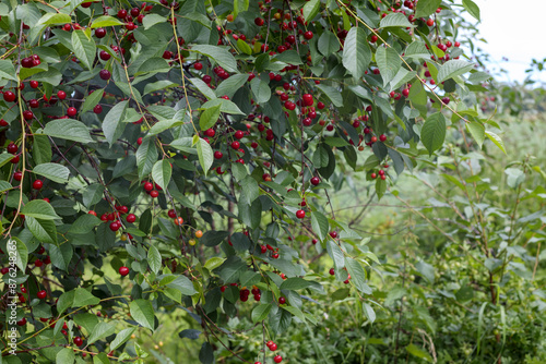 Obraz na płótnie Trees with red cherry garden