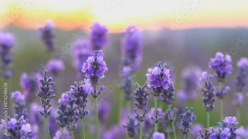 Beautiful Blooming Lavender Flowers At Summer Sunset
