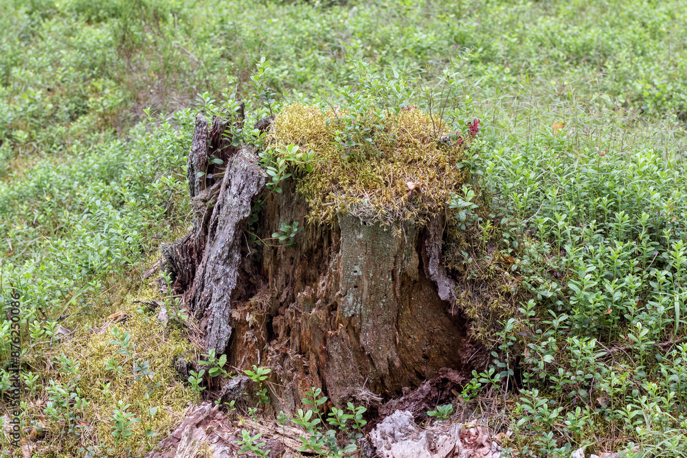 a stump in the forest overgrown with moss
a stump in the forest overgrown with moss