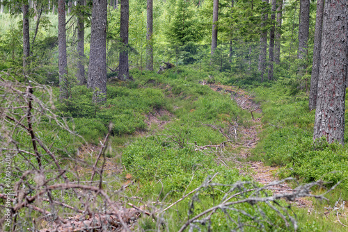  a well-trodden and driven path in the forest