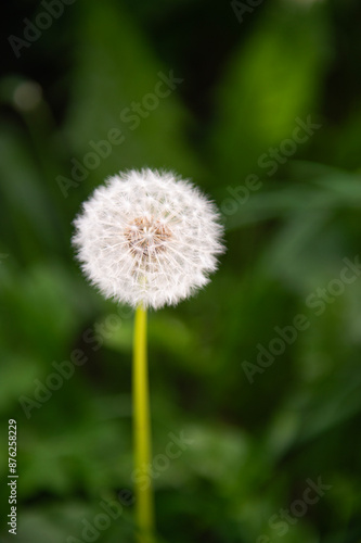 Einzelne Pusteblume