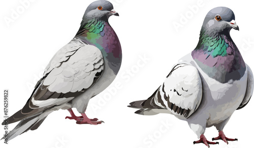 Pigeons.eps