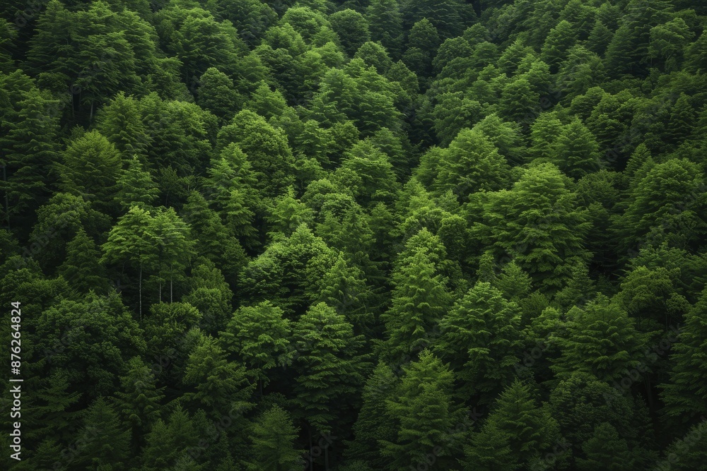 Lush green forest imagery, showcasing the verdant and vibrant beauty of densely wooded areas Lush green forest imagery, showcasing the verdant and vibrant beauty of densely wooded areas