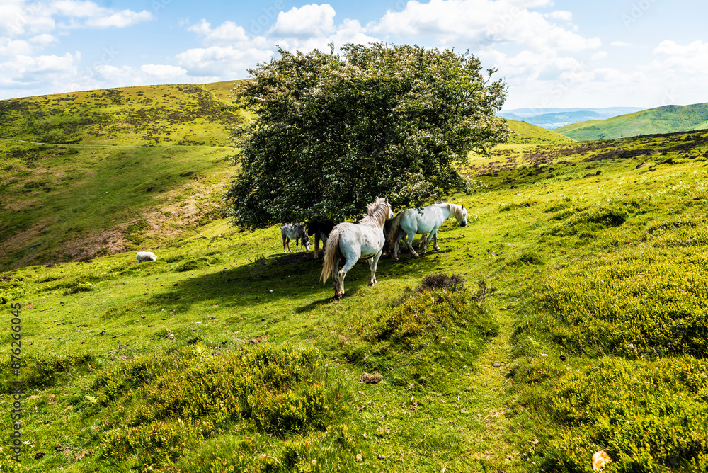 Obraz premium Wild horses grazing under a tree