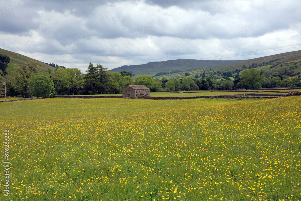 View across fields of Buttercups in Swaledale, North Yorkshire England
View across fields of Buttercups in Swaledale, North Yorkshire England