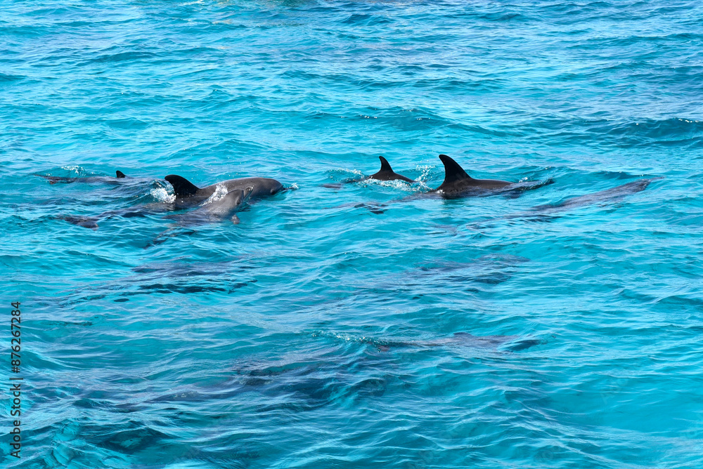 Fototapeta premium Delphine