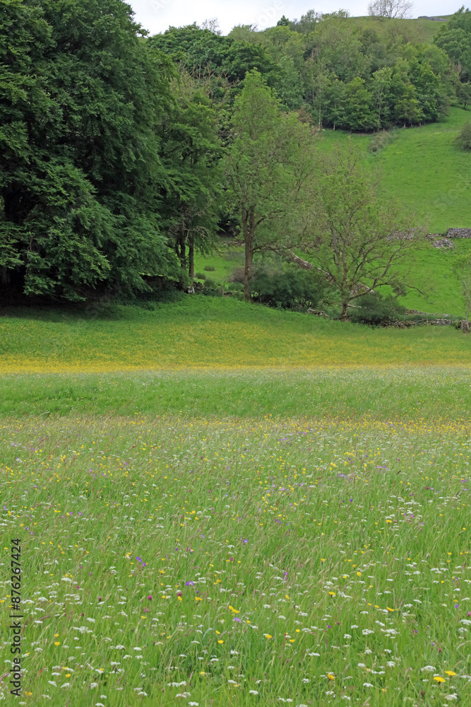 View across fields of wildflowers in Swaledale, North Yorkshire England
View across fields of wildflowers in Swaledale, North Yorkshire England