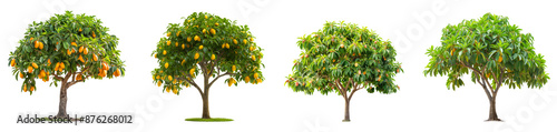 Obraz na płótnie mango trees collection with mangos isolated on transparent background