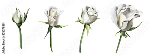 Four rosebuds. White roses with yellow and gray tints. Flowers on stems. No thorns. Watercolor illustration.