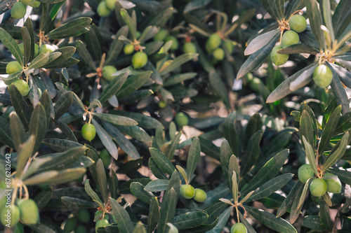 Green olives growing in oli...