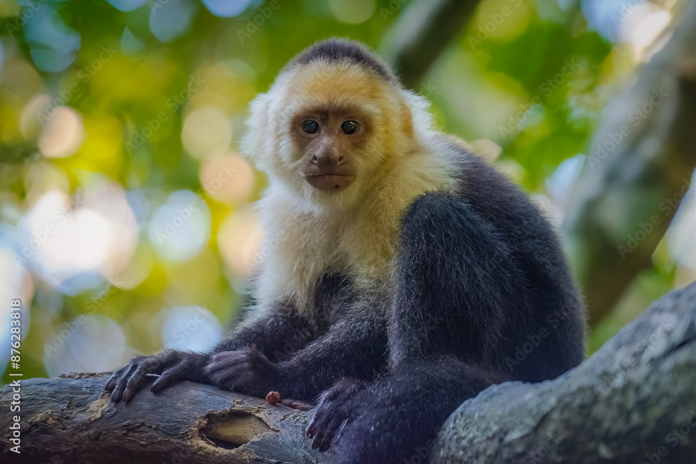 White-Faced Monkey or Capuchin Monkey portrait White-Faced Monkey or Capuchin Monkey portrait