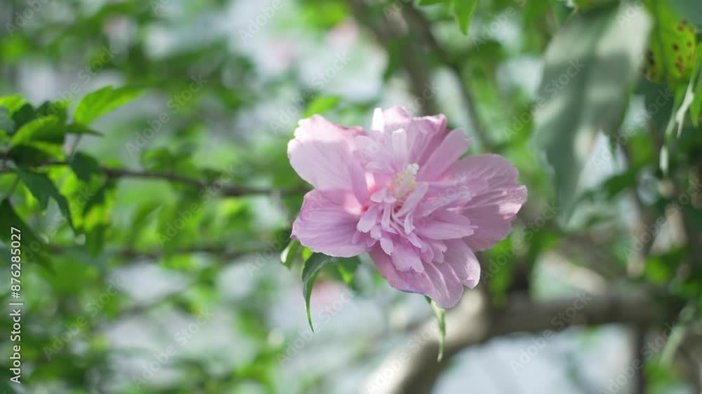 purple flower blooming on tree purple flower blooming on tree