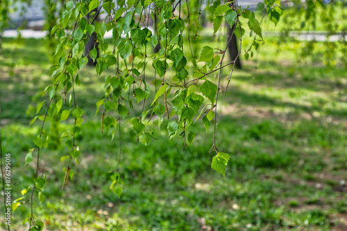 birch leaves