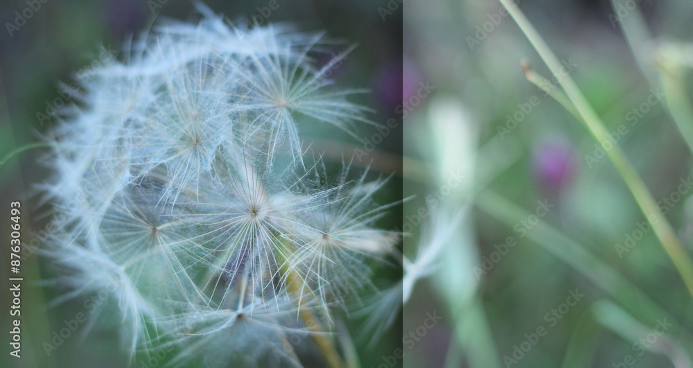 Dandelion flower with seeds ball close up in horizontal view with space for text. Postcard image design. Dandelion flower with seeds ball close up in horizontal view with space for text. Postcard image design.