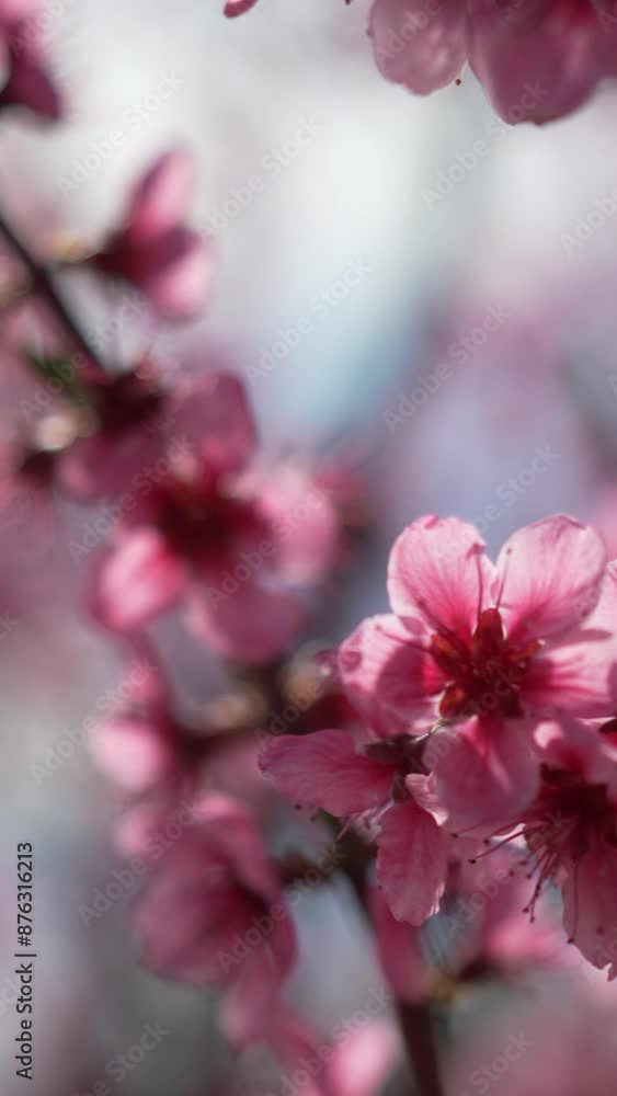A close up of a bright pink flowers peach tree spring bloom. Vertical video. Slow motion A close up of a bright pink flowers peach tree spring bloom. Vertical video. Slow motion