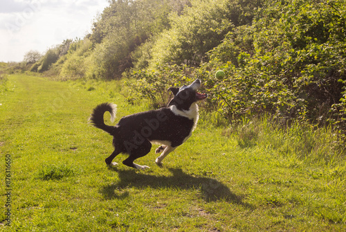 Border Collie sheepdog playing and catching a ball on a sunny day . Dog playing with ball