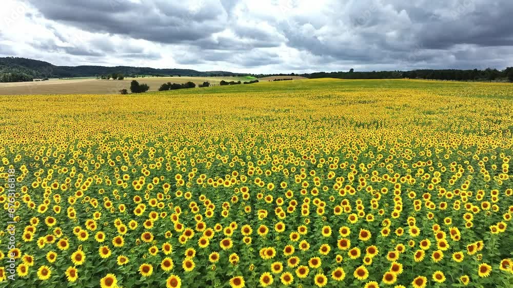 Fast flight over sunflower field in Germany. Yellow flowers as far as the horizon. Cloudy sky with changeable weather. Fast flight over sunflower field in Germany. Yellow flowers as far as the horizon. Cloudy sky with changeable weather.