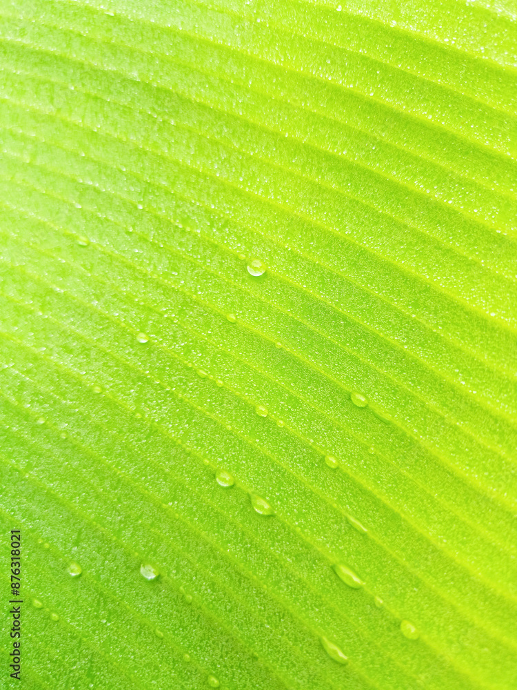 Abstract blurred background image from leaves with water droplets on them After the rain it looks natural and beautiful. Abstract blurred background image from leaves with water droplets on them After the rain it looks natural and beautiful.