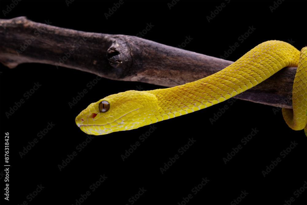 Obraz premium Yellow viper snake isolated on black background, Yellow White-lipped Pit Viper (Trimeresurus insularis)