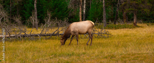 Wide Shot of Elk Grazing in Meadow in Alberta During Fall