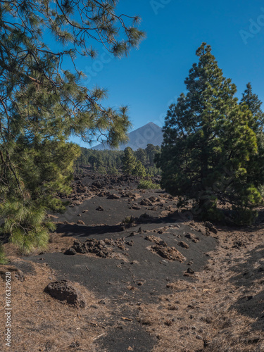 Volcanic landscape at Chinyero volcano circular hiking trail. Black ground of lava ash and rock, green endemic Canary island pines, atlantic ocean and clear blue sky. Tenerife, Spain