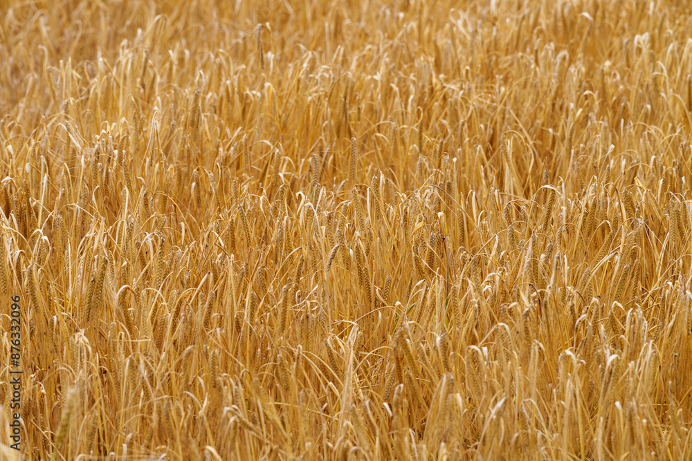 Sunlight bathes a golden wheat field, ripe and mature crops swaying in the summer breeze Sunlight bathes a golden wheat field, ripe and mature crops swaying in the summer breeze