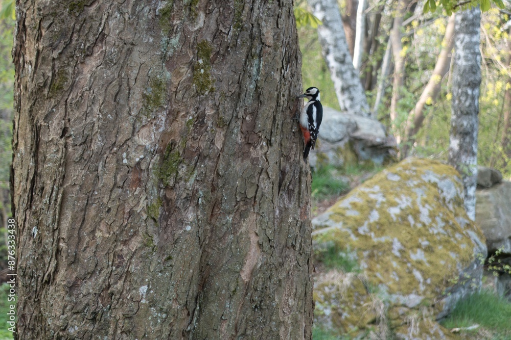 Forest scene with woodpecker on the trunk. Forest scene with woodpecker on the trunk.