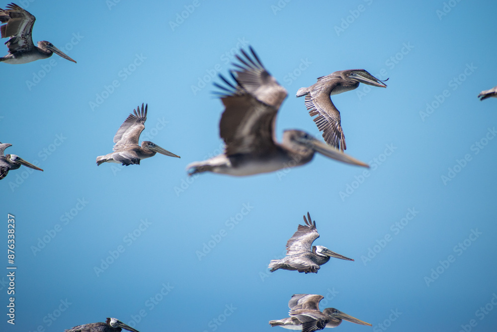 Fototapeta premium Pelicans in flights 