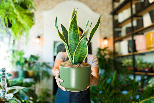 Worker handing over a ready to go potted snake plant in a plant store