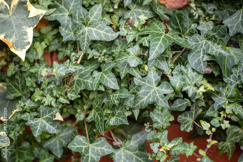 Ivy 'hedera helix' on a red garden wall during a golden sunset photo