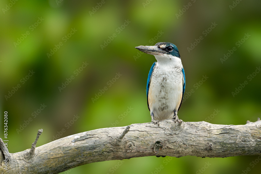 The collared kingfisher (Todiramphus chloris) The collared kingfisher (Todiramphus chloris)