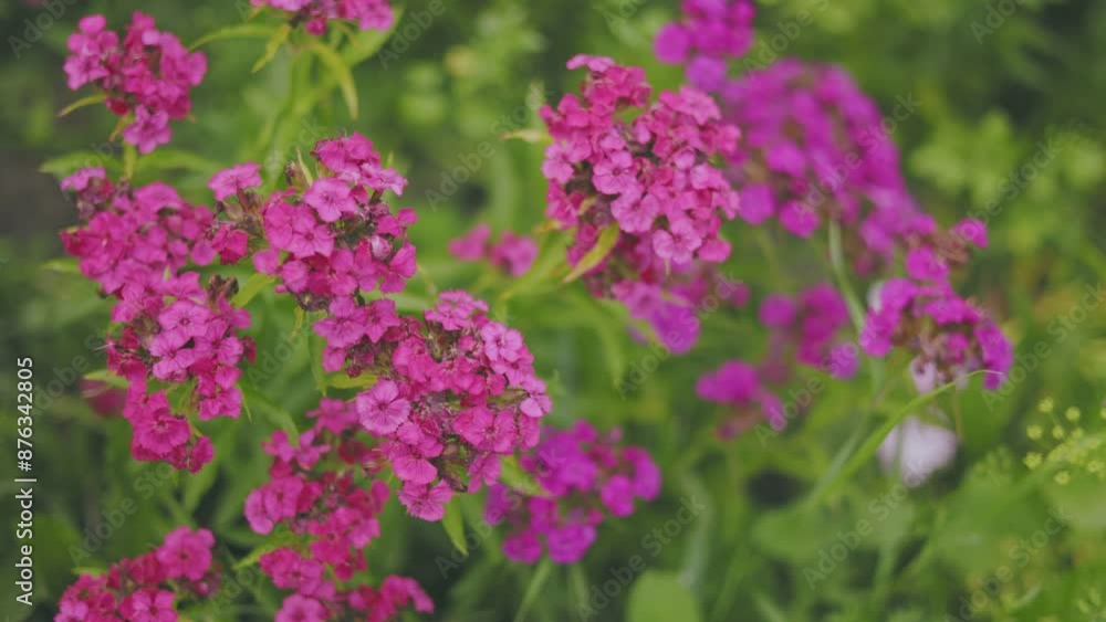 Close-up of vibrant pink and purple flowers blooming in a lush green garden, showcasing nature's beauty. Close-up of vibrant pink and purple flowers blooming in a lush green garden, showcasing nature's beauty.