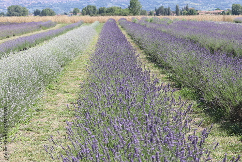 campi di lavanda ad Assisi