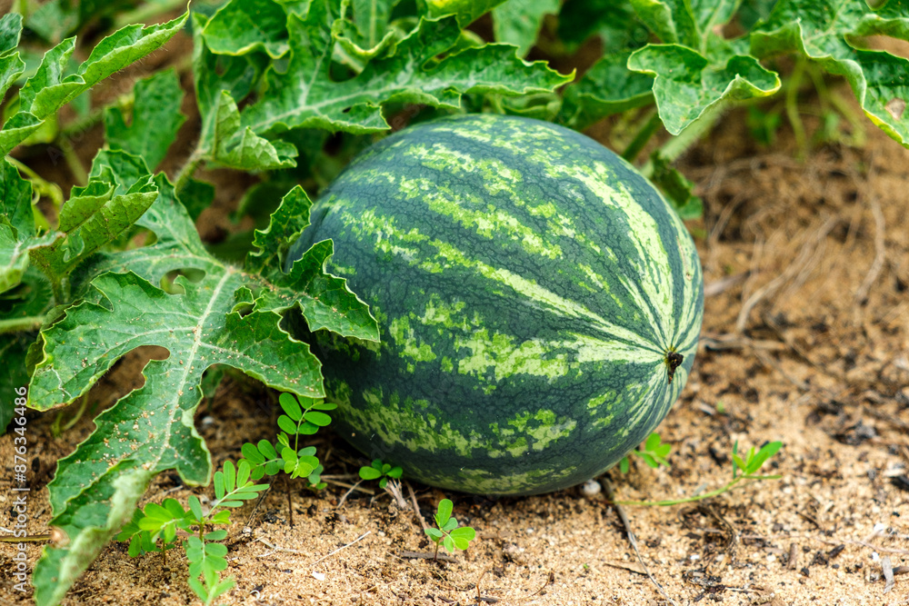 Obraz premium Watermelon plant with leaves on the ground in Thailand farm