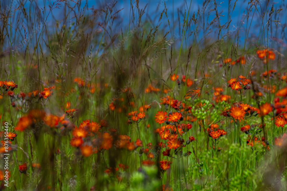 Orange summer flowers in light green grass on color meadow Orange summer flowers in light green grass on color meadow